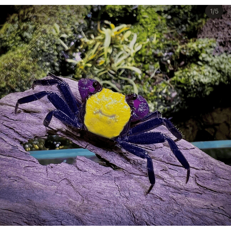 Geosesarma dennerle vampire yellow 3.5cm